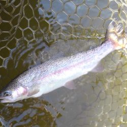 大安トラウトレイク釣果